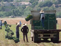 Immigration raids on California farms seen threatening businesses supplying America’s food
