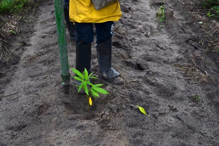 By planting native species that will thrive in the Amazon, Mombak hopes to restore credibi