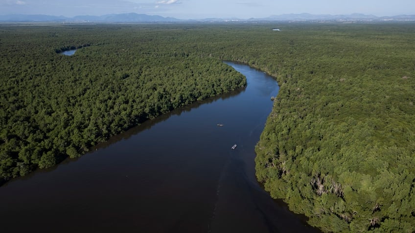 in brazil mangrove reforestation proves crucial in fight against climate risks