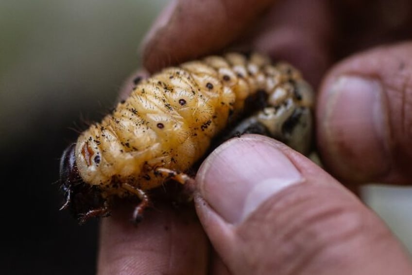 Larvae of the Hercules beetle (Dynastes hercules) can grow to nearly the length of a stand