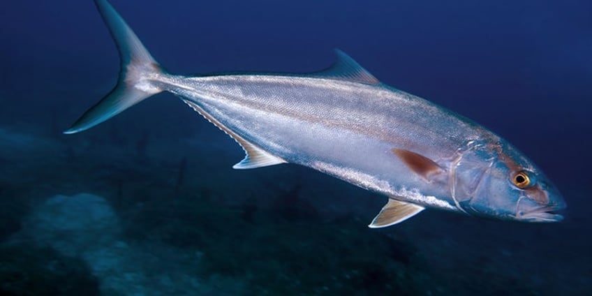 in gulf of mexico 2023 recreational fishing season for greater amberjack comes to close