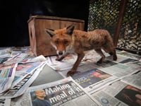In London, the fox has its own ambulance service when it needs help
