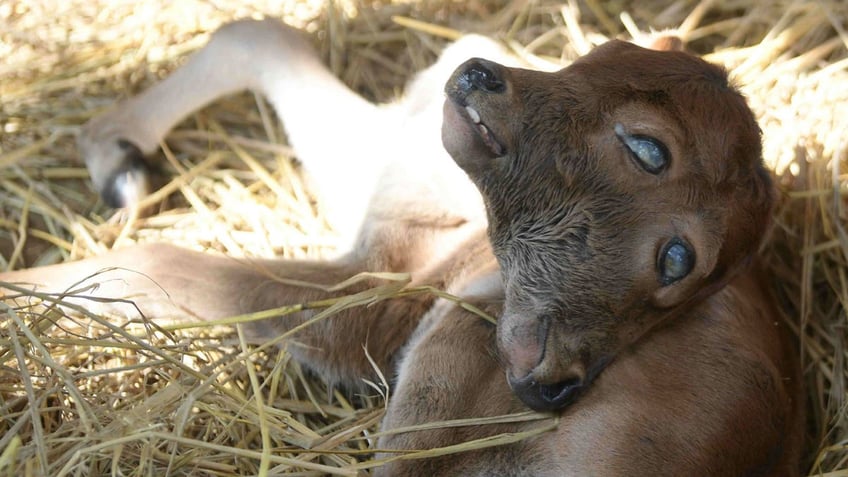 Calf with polycephaly