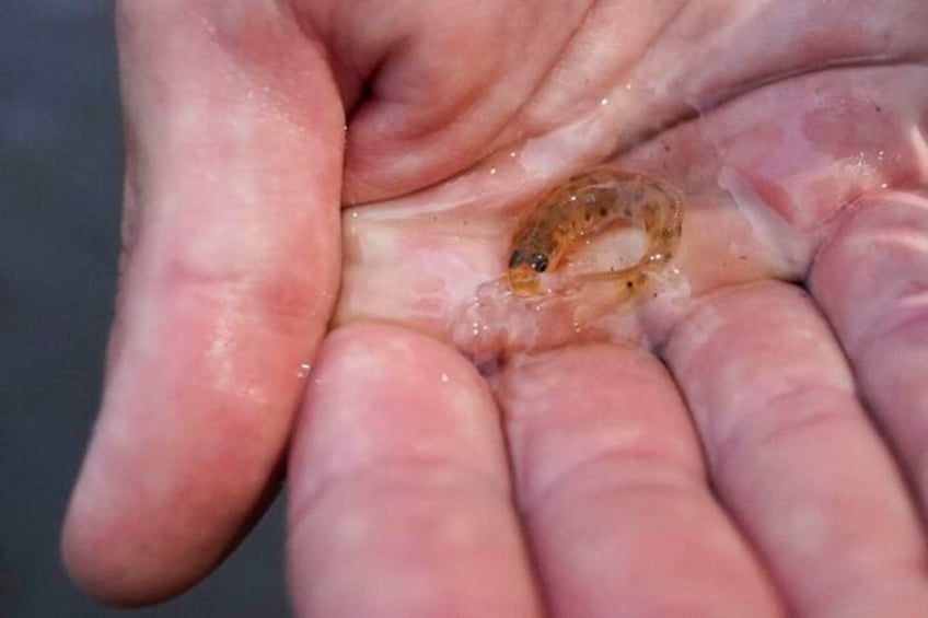 in mississippi a tiny fish is reintroduced to the river where it disappeared 50 years ago