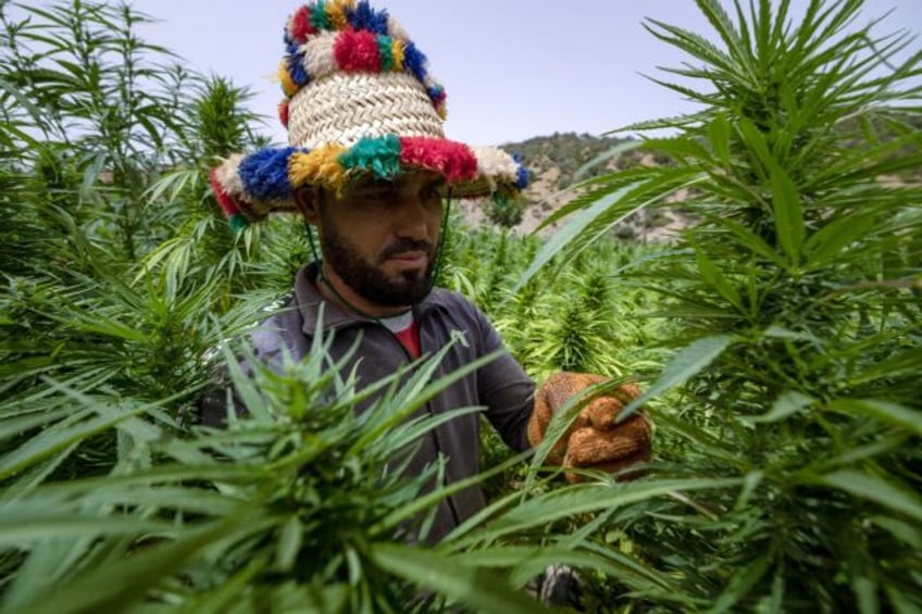 Cannabis cultivation has reached new highs in Morocco after partial legislation