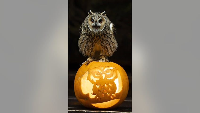 in time for halloween owl sits on pumpkin carved with its likeness ahead of the spooky holiday