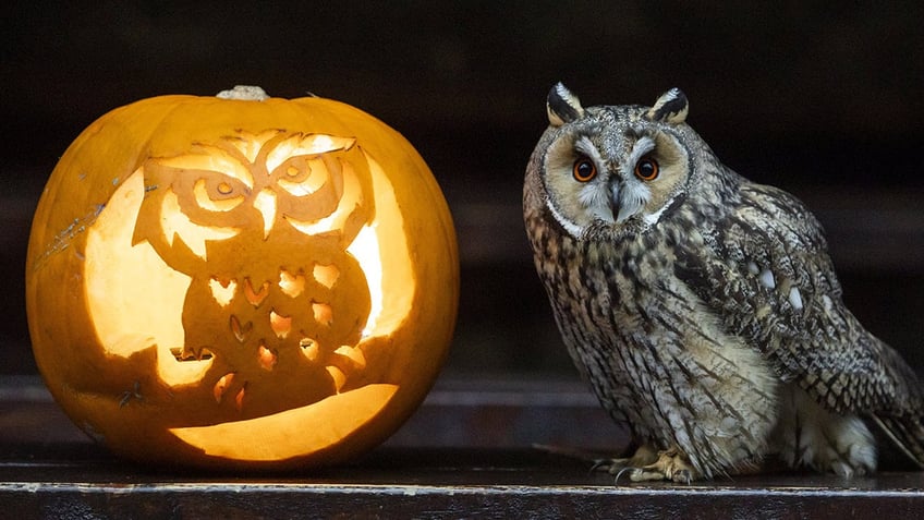 in time for halloween owl sits on pumpkin carved with its likeness ahead of the spooky holiday