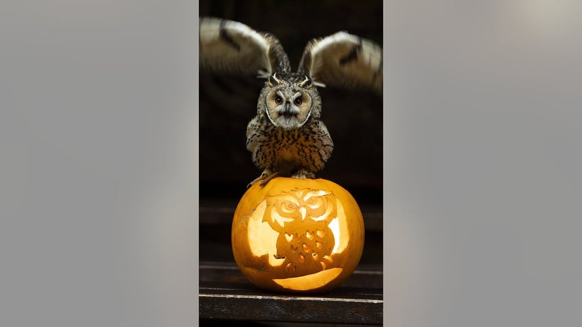 in time for halloween owl sits on pumpkin carved with its likeness ahead of the spooky holiday