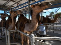 In Tunisia’s arid south, camel milk offers hope for economic gain