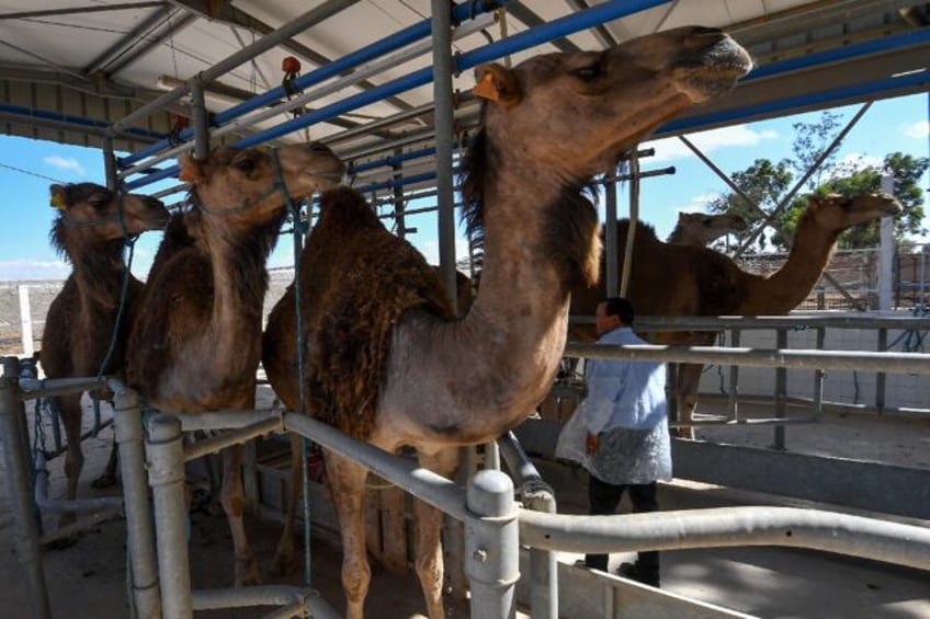 Containing up to five times more iron than cow's milk, camel milk is non-allergenic