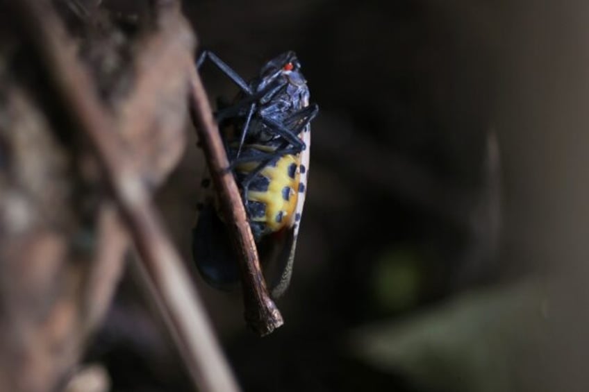 in us invasive spotted lanternflies are devastating crops