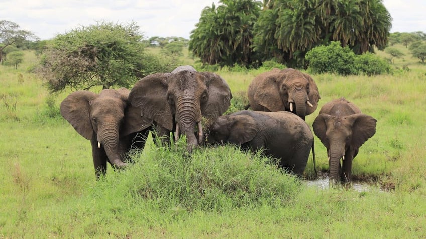 Group of elephants on savanna