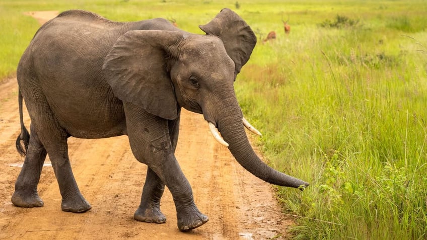 Elephant walking on dirt path
