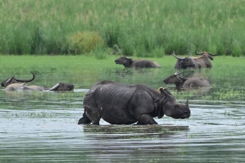 An Indian rhinoceros wades through flood water in Assam state on June 20