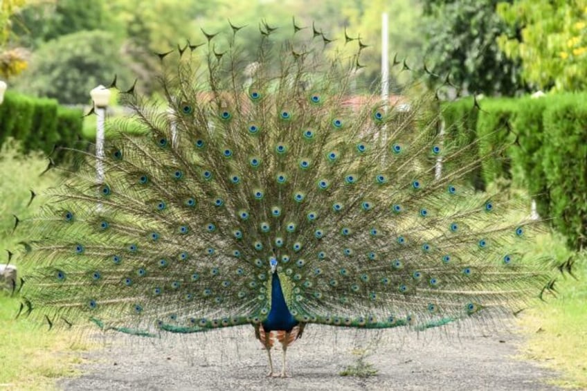 The Indian peacock, identified with its vibrant blue colour and a regal wingspan among mal