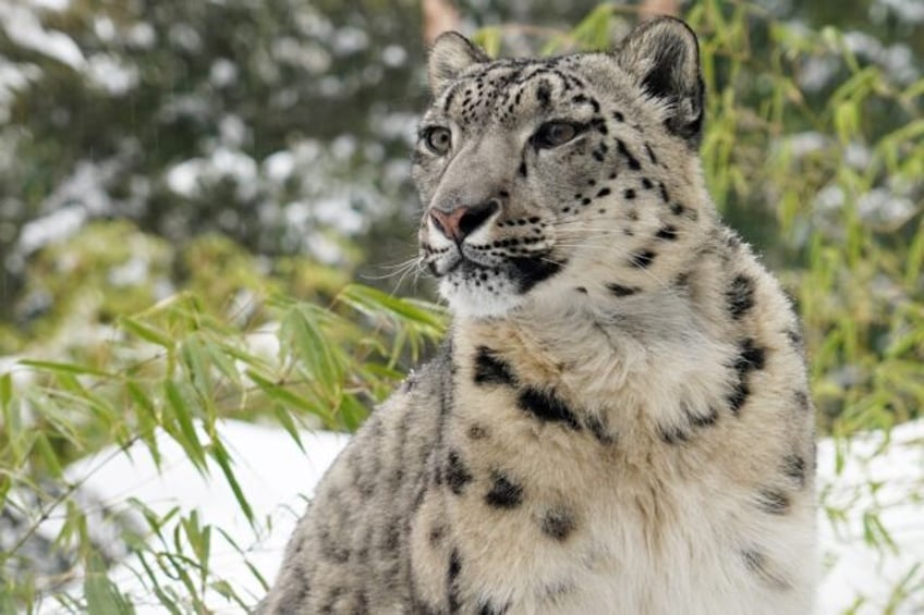 A snow Leopard, seen here in 2021 in New York's Central Park Zoo, are far harder to spot in the wild. India has carried out a mammoth five-year survey of the rare animals