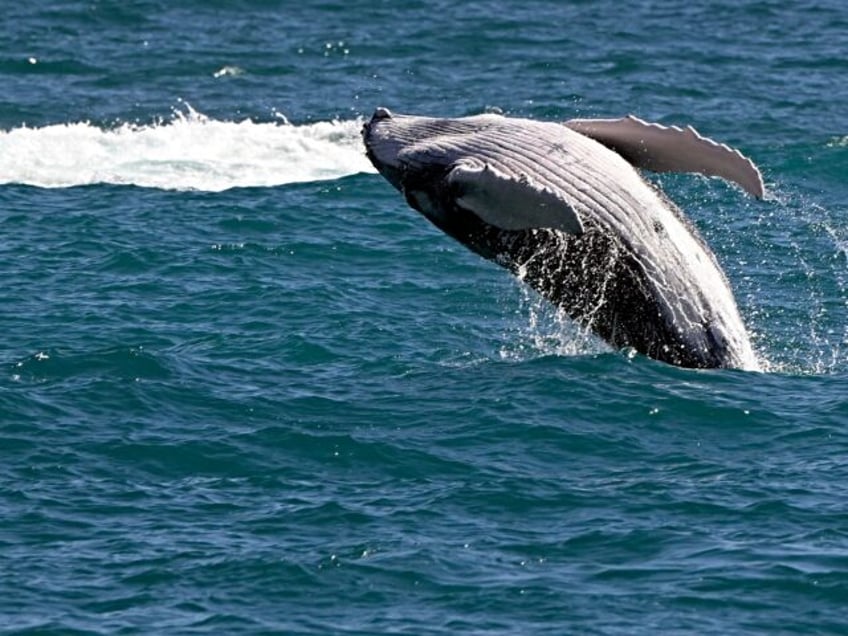 View of a gray whale in the Pacific Ocean in Los Cabos, Baja California state, Mexico on F