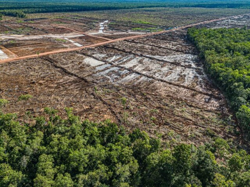A deforested area in Merauke regency, South Papua, that will be converted into a sugar can