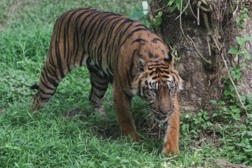 Sumatran tigers are the only endemic tiger species left in existence in Indonesia