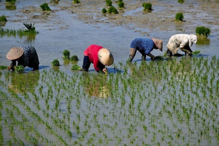 indonesia rice imports spike as jakarta shores up stocks