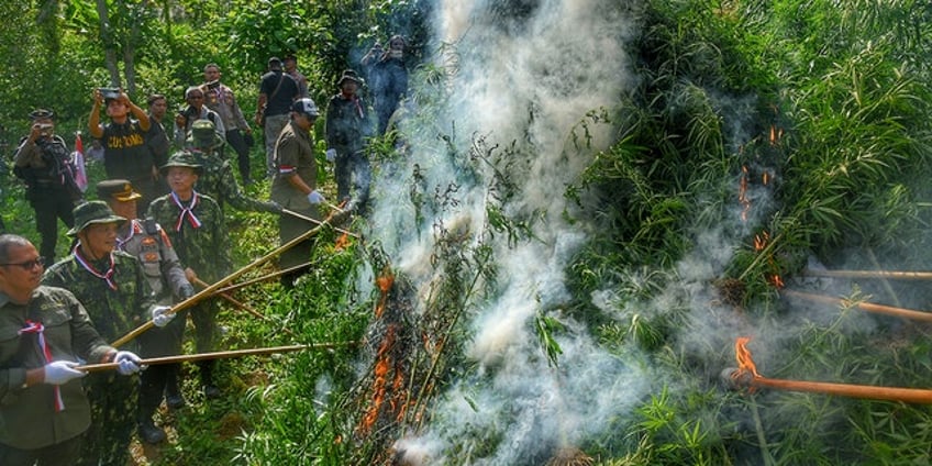 indonesian authorities burn 11 acre marijuana plantation after it was discovered by drones