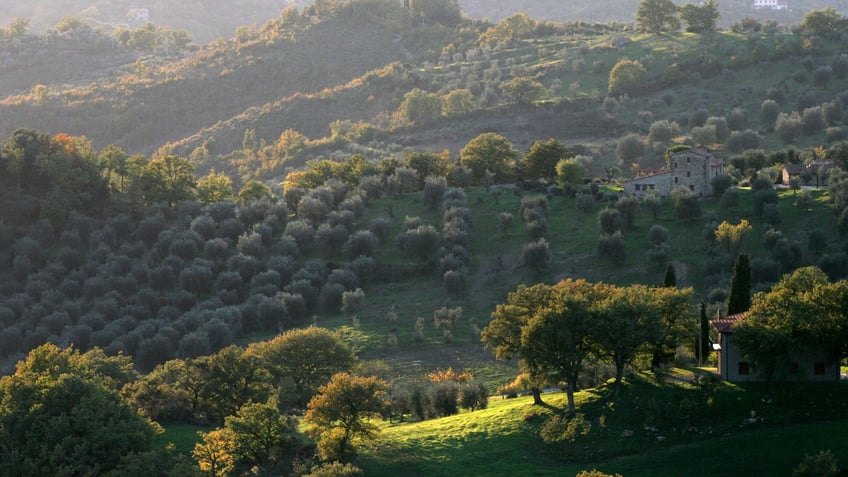 Olives growing in groves in Tuscany