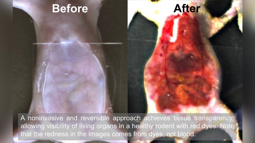 A mouse image provided by Stanford University depicting how the dye makes the mouse appear transparent.