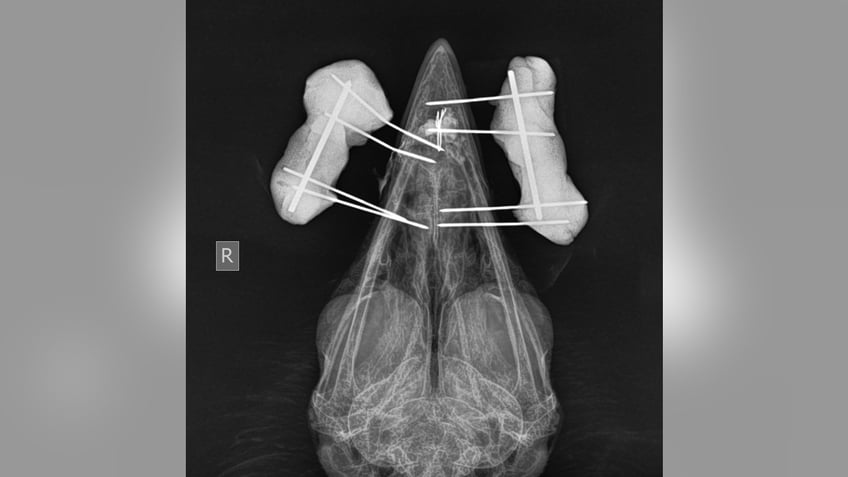 BALD EAGLE XRAY