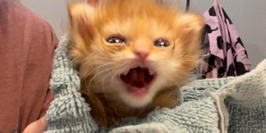 inspirational kitten tater tot dies after charming thousands of fans worldwide