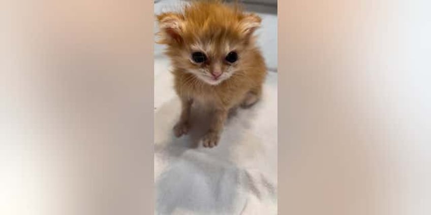 inspirational kitten tater tot dies after charming thousands of fans worldwide