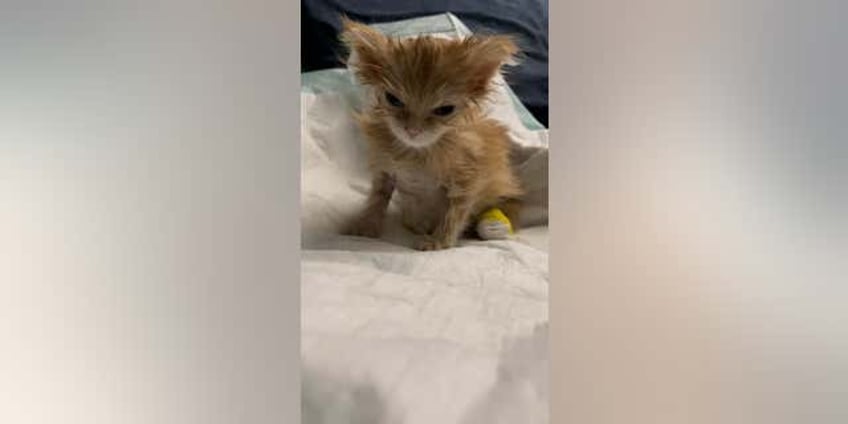 inspirational kitten tater tot dies after charming thousands of fans worldwide