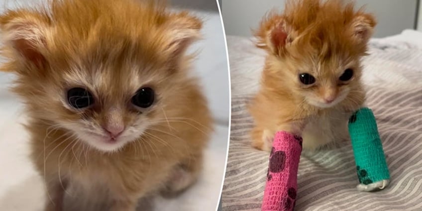 inspirational kitten tater tot dies after charming thousands of fans worldwide