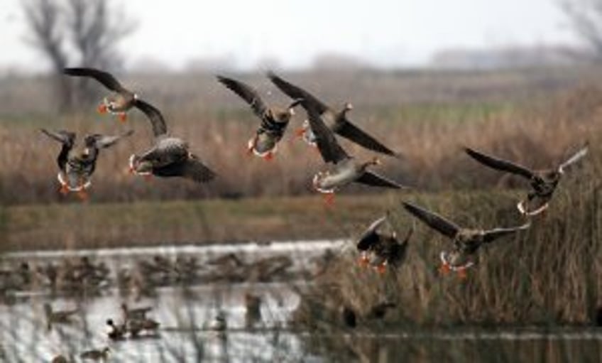 Interior Department announces grants to restore, protect waterfowl habitats, wetlands