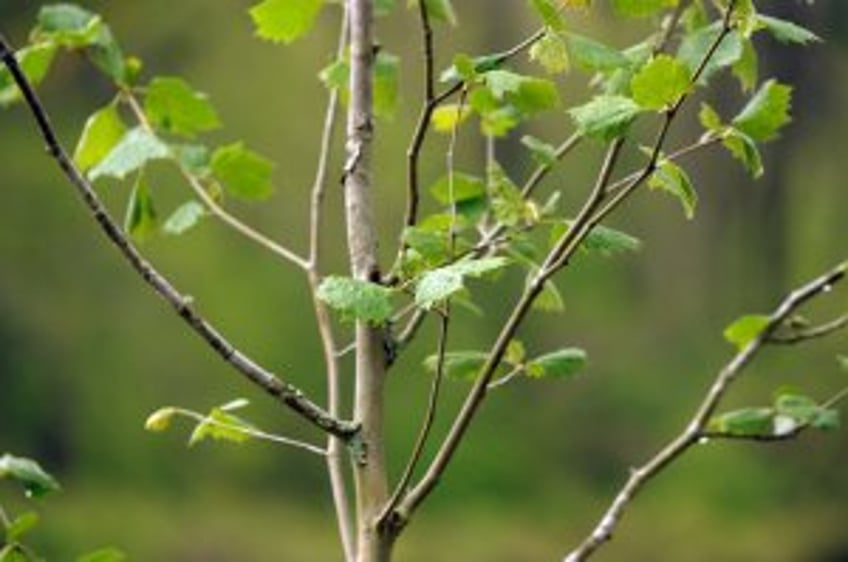 Interior's Haaland announces $18M to ensure native seeds amid climate change