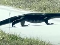Invasive, 5-foot-long lizard seen near road in Florida, video shows: ‘Did a double take’