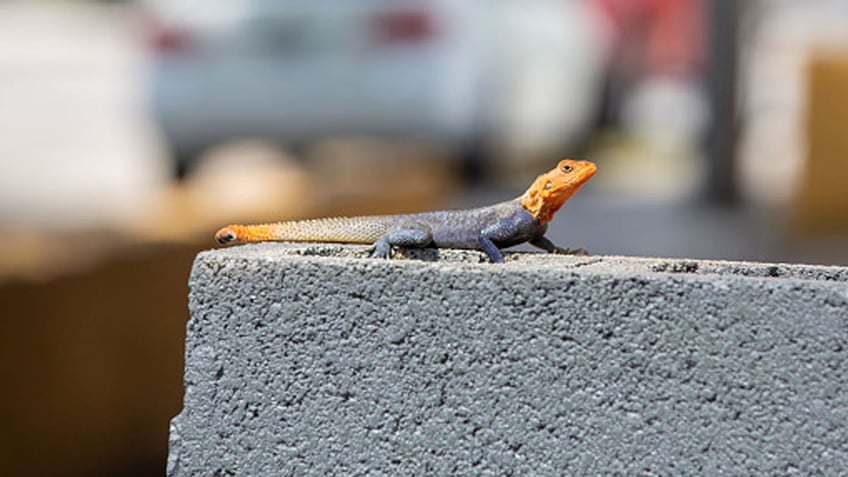 An Agama lizard in Florida