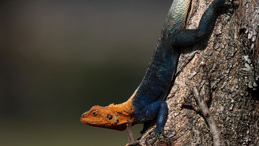 An African redhead agama