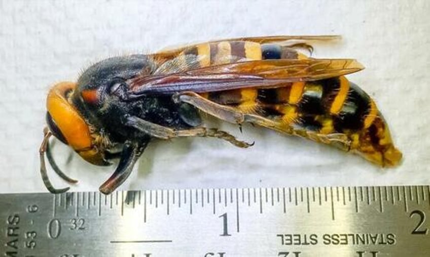 invasive murder hornets eradicated in us after 5 years agriculture officials say