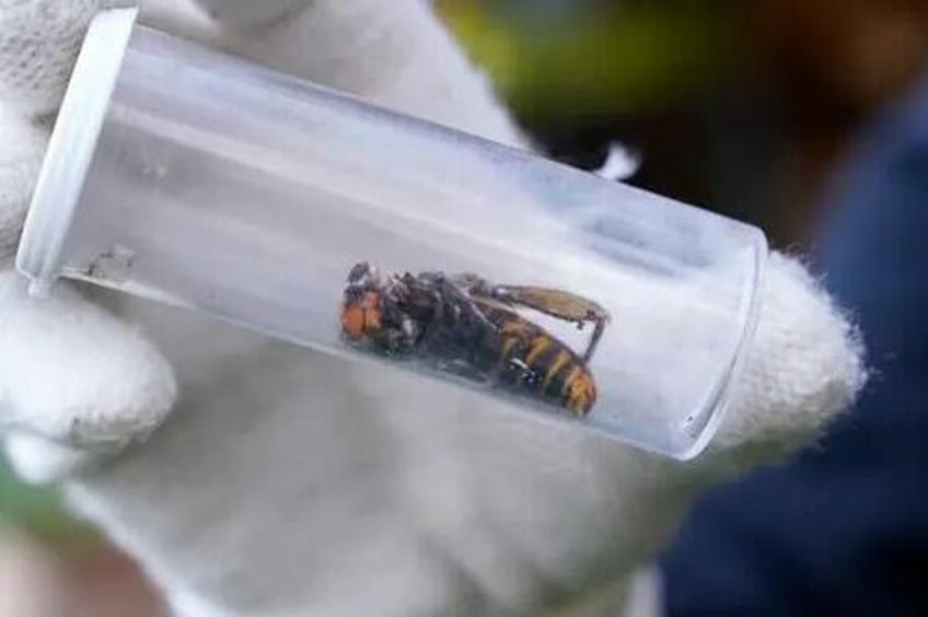 invasive murder hornets eradicated in us after 5 years agriculture officials say