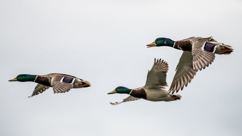 iowa pilot airborne again 2 weeks after suspected duck plowed through helicopters windshield