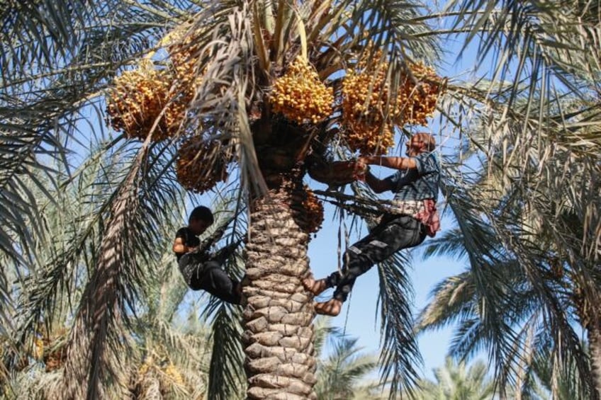 The nubmer of date palms in Iraq has rebounded to levels not seen since the 1980s, but the