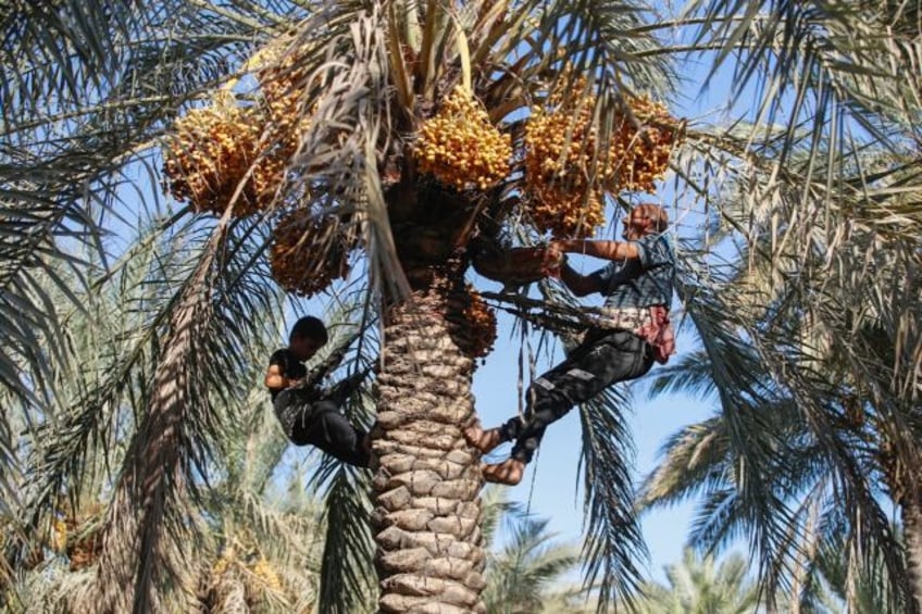 The nubmer of date palms in Iraq has rebounded to levels not seen since the 1980s, but the