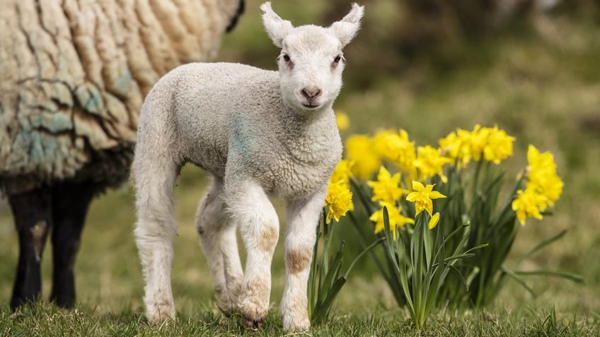 Lamb in Ireland