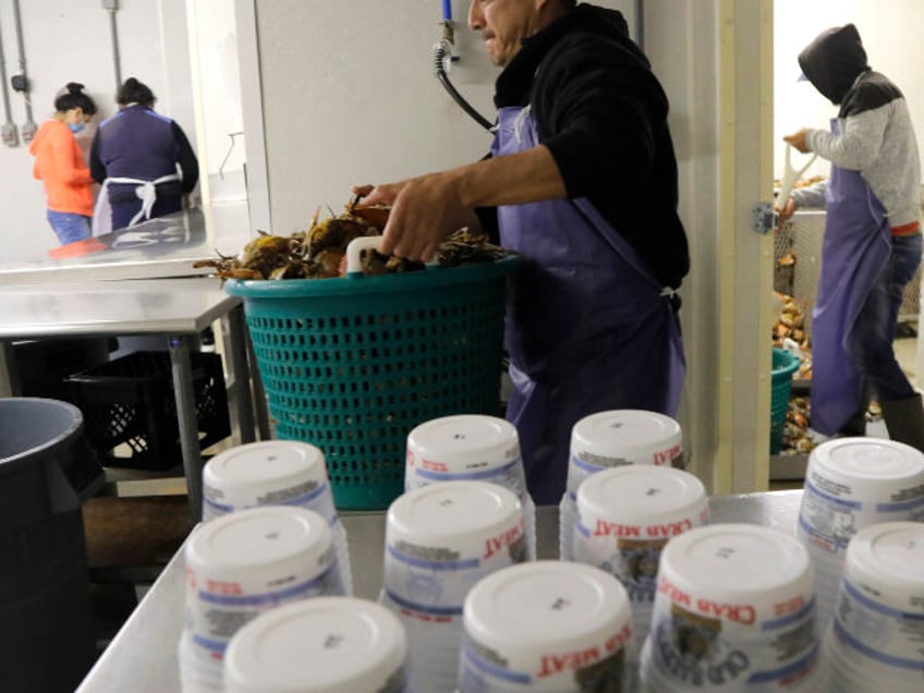 Francisco Munoz Nava, a guest migrant worker from Hidalgo, Mex., carries a bushel of crabs