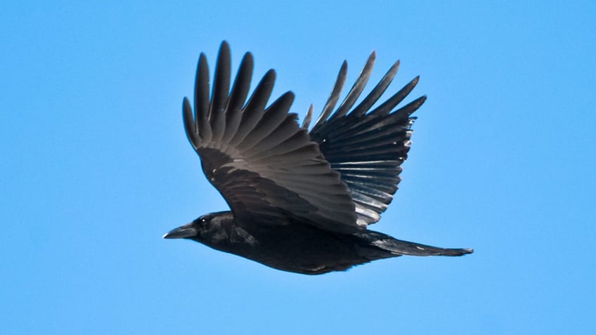 is seeing a black crow an omen of darkness what it could mean when you come across the mysterious bird