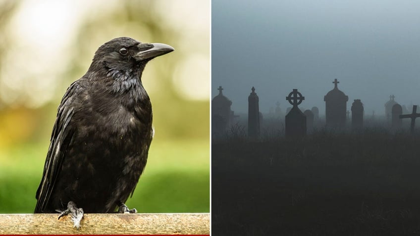 is seeing a black crow an omen of darkness what it could mean when you come across the mysterious bird