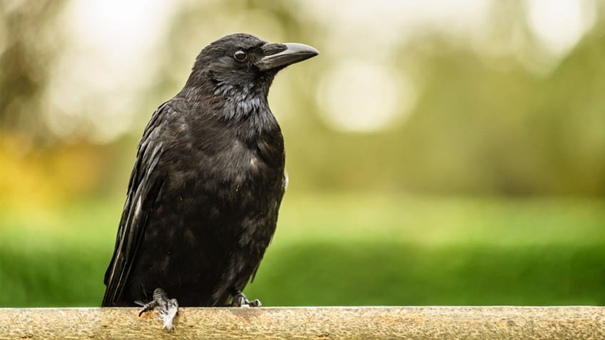 is seeing a black crow an omen of darkness what it could mean when you come across the mysterious bird