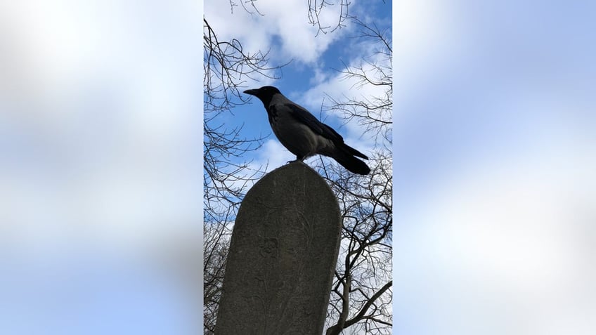 is seeing a black crow an omen of darkness what it could mean when you come across the mysterious bird