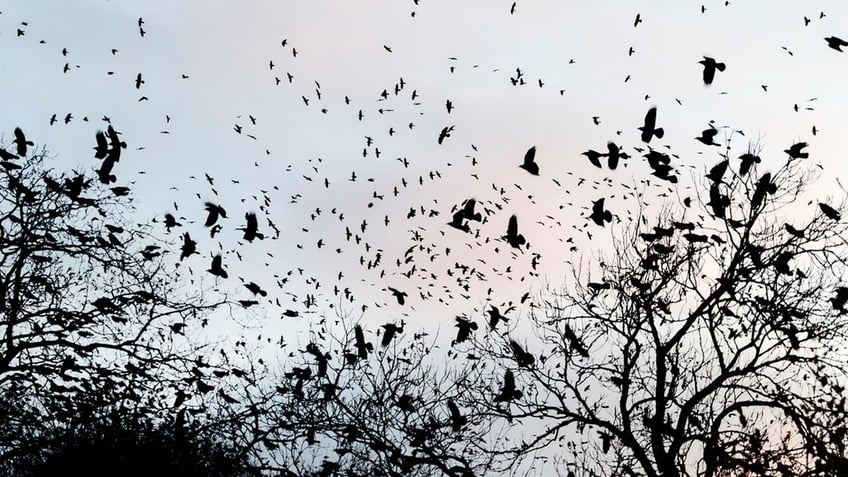 is seeing a black crow an omen of darkness what it could mean when you come across the mysterious bird