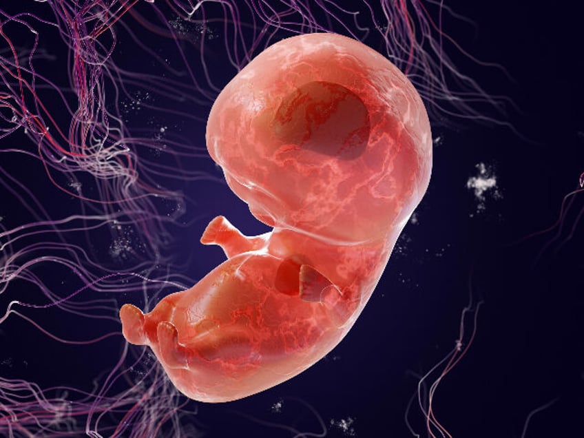 israeli scientists create model of early human embryo without egg or sperm